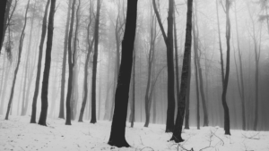 winter trees symbolizing post-production blues after wrapping a film